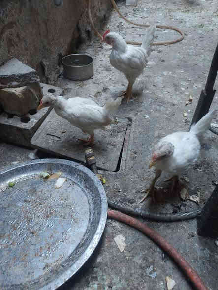 السلام عليكم 
متاح ديج ودجاجتين افراخ كبار السعر ٣٠ الف *********** شهداء البياع
