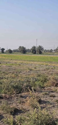 التاجي الشيخ عامر • ٥دونم • طابو زراعي سند ٢٥