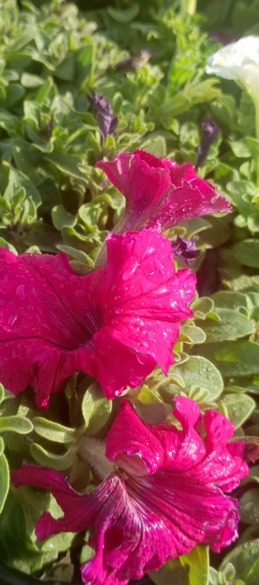 صباح الخير
تم وصول وجبه جديده من الموسمات السعر 3 ب 2000
العنوان مشتل كوت فلكت الحاوي قرب مجمع دمشق الطبي مقابل مدرسه التعليم الاساسي مشتل سماء الكوت 
خدمة توصيل داخل كوت


**إذا كنت صاحب هذا الإعلان وتريد حذفه لأي سبب، رجاءا أرسل رسالة إلى الدعم الفني**