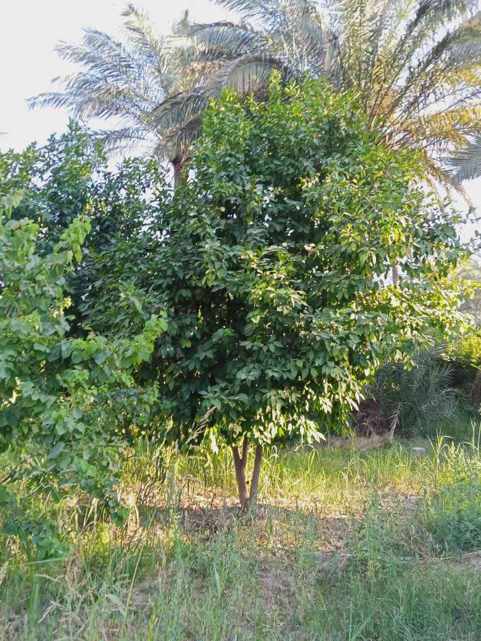 سلام عليكم نصف دونم في منطقه الراشديه البحياه الوجه 19 م النزال 62م الشراي يتصل تفاصيل أكثر 👏

***********

