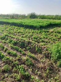 دوم سند ٢٥قريب على حقول نوري لويس تحول بطابو سعر تواصل عل خط ٠٧٨١٤٤٩٠٠...