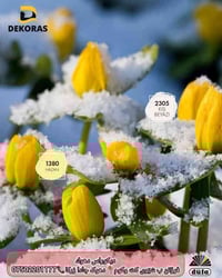 دهوك زركا • طلاء دوفا • ديكوراس