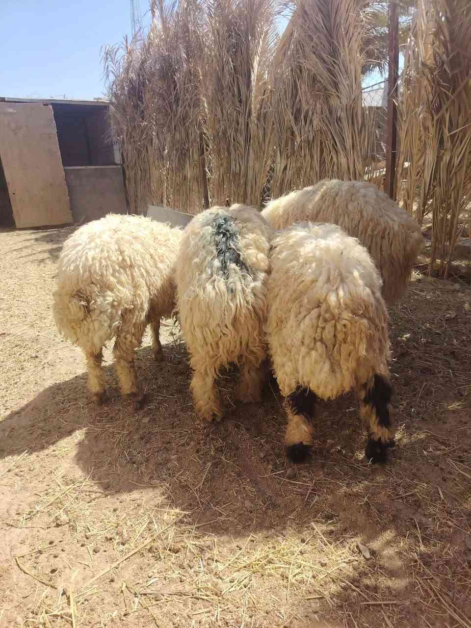السلام عليكم 
اربع طليان خشنات يرهمن ذبايح ويرهمن جنيه شرط النصاح سعرهن 1400 وبيهن مجال مكانهن قريه جريجب للتواصل ***********
