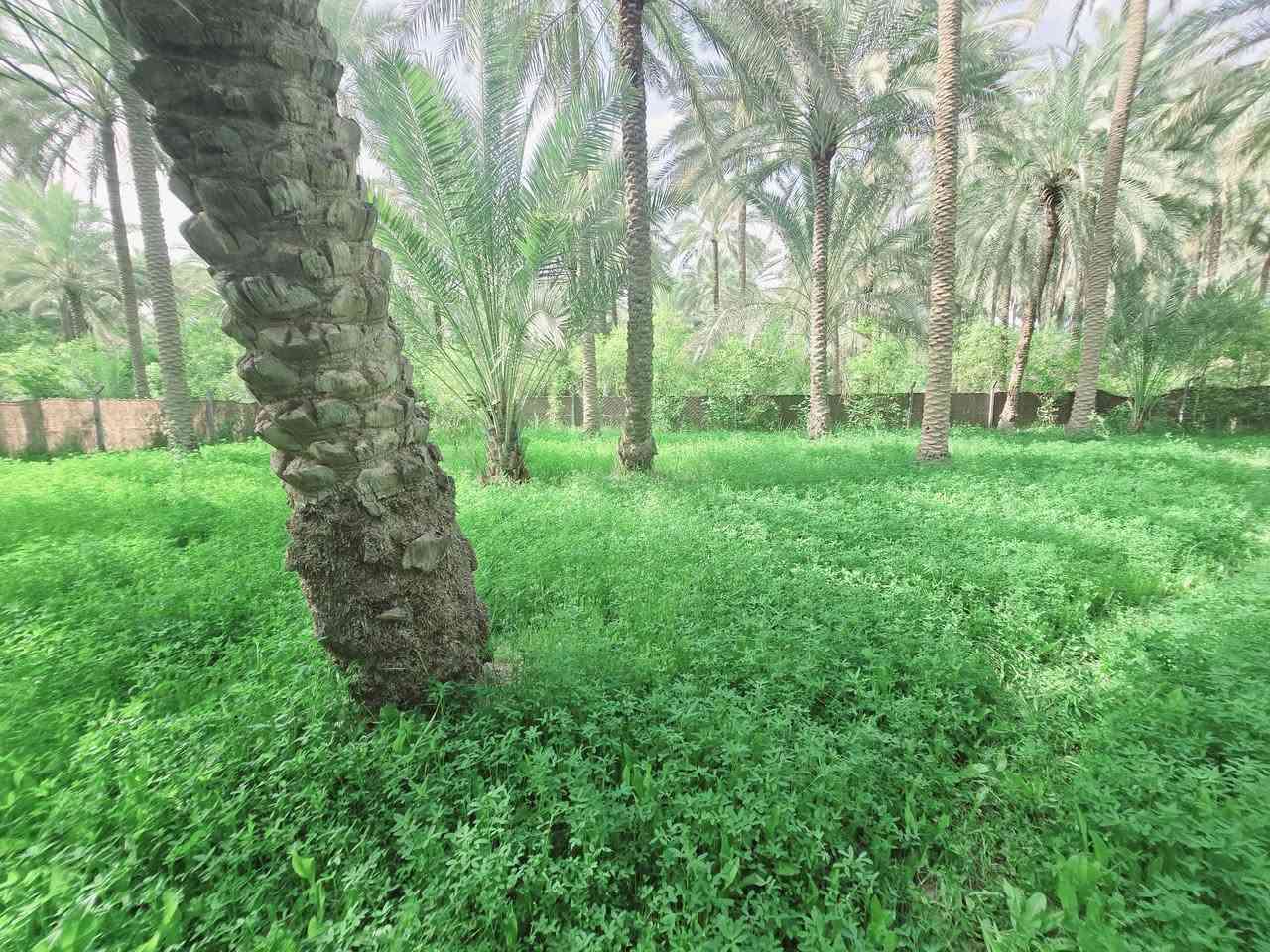 ( يالله اللهم صل عل محمد وال محمد )

ليوم جبنالكم عرض جميل جدا المساحة نصف دونم 

المساحة بالامتار 1250 متر بستان مخدومة ومزروعة بالكامل 

تصلح سكن او مكان ترفيهي راحة نفسية تتوفر كافة الخدمات 

ماء سقي سيح ماء اسالة كهرباء مولد شتريد موجود يمك 

نوع السند طابو زراعي سند 25 تحويل سهم مباشر بأسم المشتري 
واجهة النصف دونم  41 متر ونزال 30 متر عرض طريق البستان الخاص 4 متر 
العنوان كربلاء شارع الحسينية قرب جسر الابراهيمية 

تنزل كيلو متر عن شارع الحسينية شارع سبيس بعرض 7 متر و 6 متر 
تبعد عن جسر الابراهيمية 2 كيلو وعن شارع الحسينية كيلو متر 

وعن مركز المدينة 15 كيلو 

#السعر  95   ميلون مع المجال للجاد بالشراء

للاستفسار اكثر اتصلوا بالارقام التالية 

(  ***********  )(  ***********  )

ابو فاطمة عنوان المكتب شارع الحسينية قرب جسر 🌉 الإبراهيمية مقابل شارع عون مكتب النافعي للعقارات كربلاء     النافعي للعقار        #اشاره #الاصدقاء #متابعين #اكسبلور #الجميع #متابعين #اكسبلور #الجميع #متابعين #اكسبلور @أبرز المعجبين @إشارة  السعر  95 مليون مع المجال
