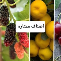 أشجار مثمرة • مشتل باشا كركوك • جذور مضمونة