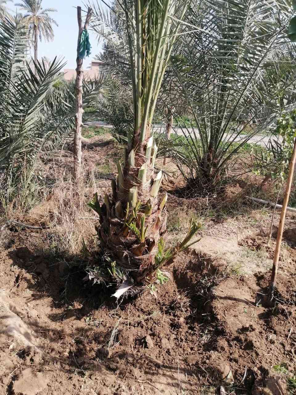 سلام عليكم عندي لبيع ضلن ٤ فسايل كبارمثل موضحات بصوره  شيالات تزرع وره سنه تكل منهه هنه لعام ماكلين تمر منهن نوع خستاوي الصلي ليحب يتفضل خاص


**إذا كنت صاحب هذا الإعلان وتريد حذفه لأي سبب، رجاءا أرسل رسالة إلى الدعم الفني**