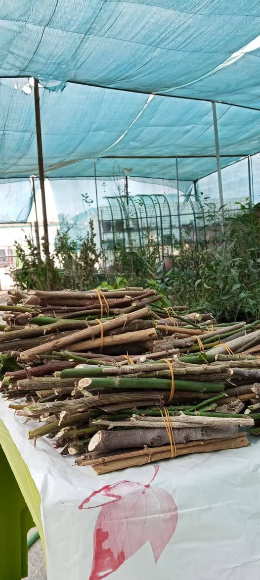 لمحبين زراعة الأقلام (العقل)
٧توجد حصص اقلام متنوعة في ثواب الإمام الحسين (عليه السلام) وثواب امواتنا
انواع الأقلام
١_ جهنمي 🌺
٢_ شبوي🌱
٣ - جوري🌹
٤ - تين 🍀
٥ - اكاسيا🌼
٦ - رمان🌱
٧ - فاكهه البمبر 🍈

🪴 مشتــــل نجم 🪴   
الصويرة ..الشارع العام ..مقابل هنداس 
🌺🍀⚘️🌺🍀⚘️
********************
مبيدات _ أسمدة _ بذور 
*******************
 تنظيف وتزيين الحدائق 🪵🍂  وعمل الديكورات 
🍀🌺🍀🌺🍀🌺🍀🌺
للحجز والاستفسار مراسلة الصفحة او الاتصال على
ارقام الهواتف☎️
اسيا : واتساب ***********  📲✅️
زين : ***********
🌺⚘️🍀🌺⚘️🍀🌺⚘️🍀
اوقات العمل  صباحاً ومساءآ طيلة أيام الاسبوع  ✧════•❁❀❁•═
زورونا ….. تجدون كل ما يسركم✧════•❁❀❁•════✧ نحو حدائق صيراوية خضراء ✅️
