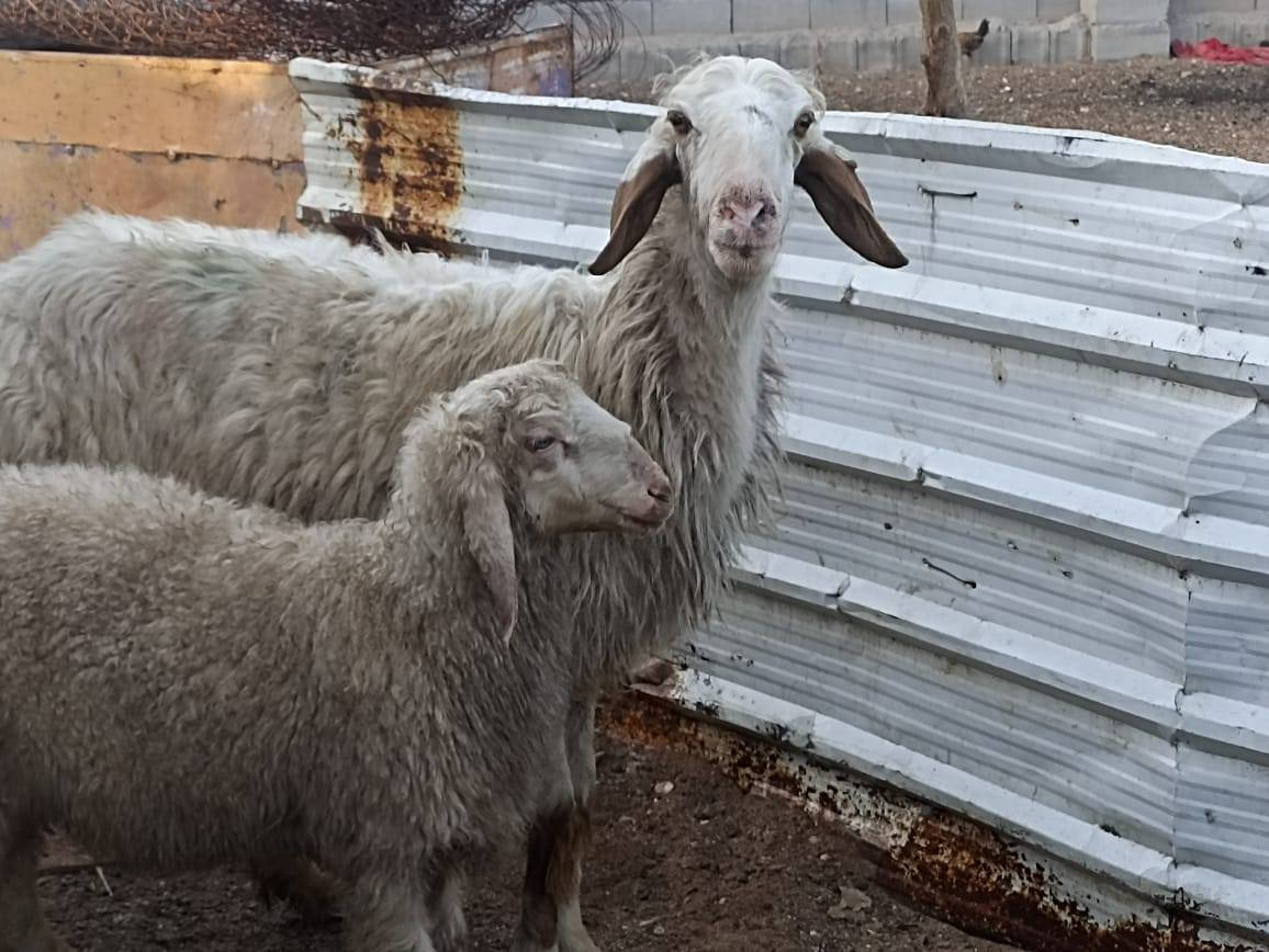 كل التفاصيل بالفيديو اسمع للأخير
ورجينه نجديه مطفل حدرها فحل كلش حلوه
سعرها 700 قفل من الاخير الشراي يتصل
بصره زبير *********** واتساب
توصيل موجود داخل البصره حسب الاتفاق
