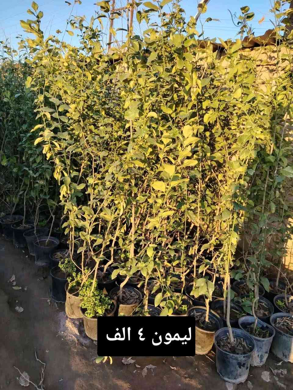 السلام عليكم ورحمة الله وبركاته
  لتواصل والاستفسار خاص او ارقم  الهاتف وتساب( ***********) واتساب (***********))) جديد وأسعار مناسبة جدآ
تم وصول ألاشجار التركية والايطالية والايرانيه  نفضية وأشجار دائمة متوفرة جميع الأشجار  والورود 
 موقع المشتل الشرقاط الساحل الأيسر الهيجل قرية المشهد
يوجد توصيل داخل الشرقاط
