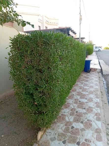 حديقجي في اربيل + تصميم وترتيب ديكورات 
زرع حدائق + أدامه شهريه+ زرع اشجار + تقليم الأشجار +قص ثيل 
تنظيف وترتيب الحدائق + قلب وتنظيف تربه ترتيب +
تبديل تربه + ترتيب سياج الحدائق بل الملون 
ترتيب اطارات الحدائق بل حصو الملون الاستفسار 

***********
