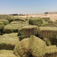 كبس جت • ٢٥-٣٠كجم • كربلاء عين التمر