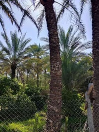 الراشيه العداله • ٢ دونم • نخل وحمضيات