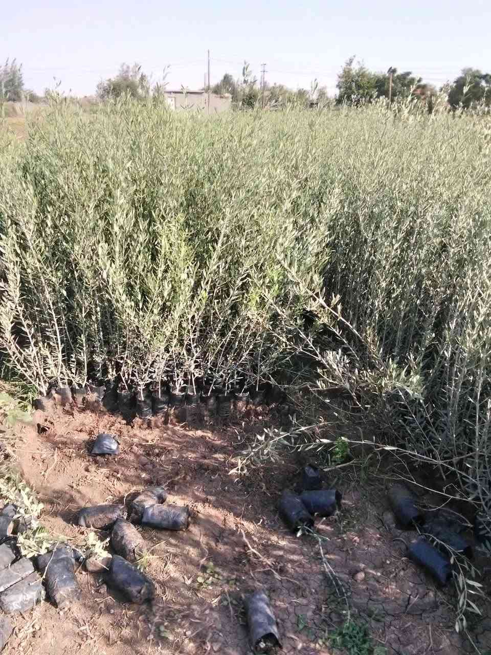 لدينا جميع انواع شتلات الزيتون بانواعه بكول منزنلو كروتينا وكروناكي وعجيزي شامي وتفاحي وجزورين وتين أسباني ت 01025949291


**إذا كنت صاحب هذا الإعلان وتريد حذفه لأي سبب، رجاءا أرسل رسالة إلى الدعم الفني**