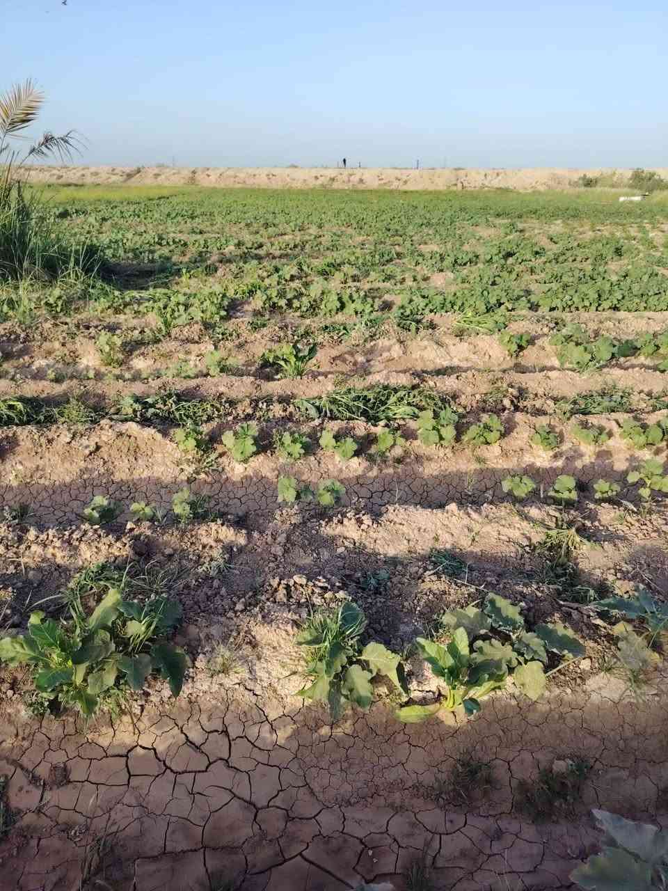 كاع البيع معه بيت جاهز ومثث من كلشي الكاع 3 دوانم ونص عقد 117 مكان بابل الحصوه بصف حي عداي مي سيح مزروعه 150جوه بانيه وبييه فلفل وطماطه و20 نخله ومي اساله وخط مولد سعر الدونم 9 ملايين والبيت 18مليون منضومت كاميرات والكاع مبزله يعني بزلين منضمن    الكاع  وعلا حدهه الروائي  رجان اقره التفاصيل وخابر الي مو شراي لا يتصل وكون ممنون ***********
