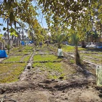 كربلاء • دونم واحد • طابو زراعي سند 25