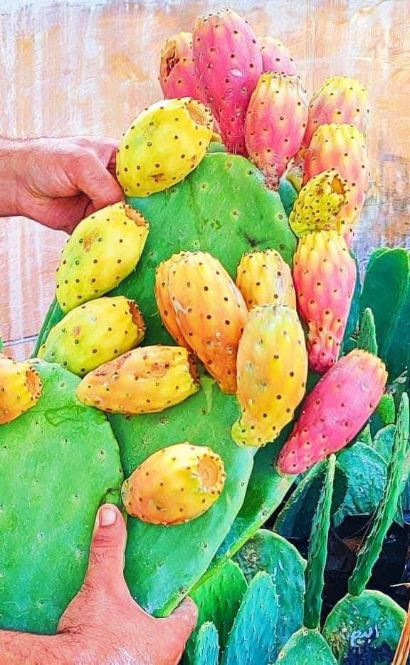 توفرت كفوف التين الشوكي الهجين 🌵 بأنواعه الاربعة الابيض والاحمر والعسلي والسكري بـ سعر 3 الف دينار عراقي 
 يتوفر توصيل لجميع محافظات العراق 
للحجز على الواتساب ***********
لكل الراغبين بـ زراعة التين الشوكي الهجين في عراقنا الحبيب 

👈يمكن زراعة التين الشوكي الهجين على مدار السنة في اي وقت 
⬅️التين الشوكي شجرة معمرة يمكن أن تعيش وتجدد شبابها لعشرات السنوات.
⬅️التين الشوكي هو الاقل في احتياجاته المائية والغذائية.
⬅️التين الشوكي يحرس نفسه بنفسه
⬅️التين الشوكي يحقق لك اكبر عائد بأقل مصروف من بين كل الزراعات،
⬅️التين الشوكي يتحمل درجة ملوحة حتى 4600 جزء في المليون. 
⬅️التين الشوكي اكثر النباتات تحملاً للظروف المناخية المتقلبه في الصحراء،
⬅️ التين الشوكي له فوائد عظيمة لا تعد ولا تحصى لـ جسم الانسان .
👈معاً سنرفع العائد الاقتصادي لزراعة التين الشوكي بشكل غير مسبوق في عراقنا الحبيب. 
الأخوة الاعزاء
أصناف التين الشوكي عندنا الهجين الاحمر والابيض والاصفر والسكري السوري الاملس 
 #التين_الشوكي #كفوف #العراق #المحافظات #فرصة_استثمارية #ارباح #ثمار_طبيعية #تجارة #زراعة
