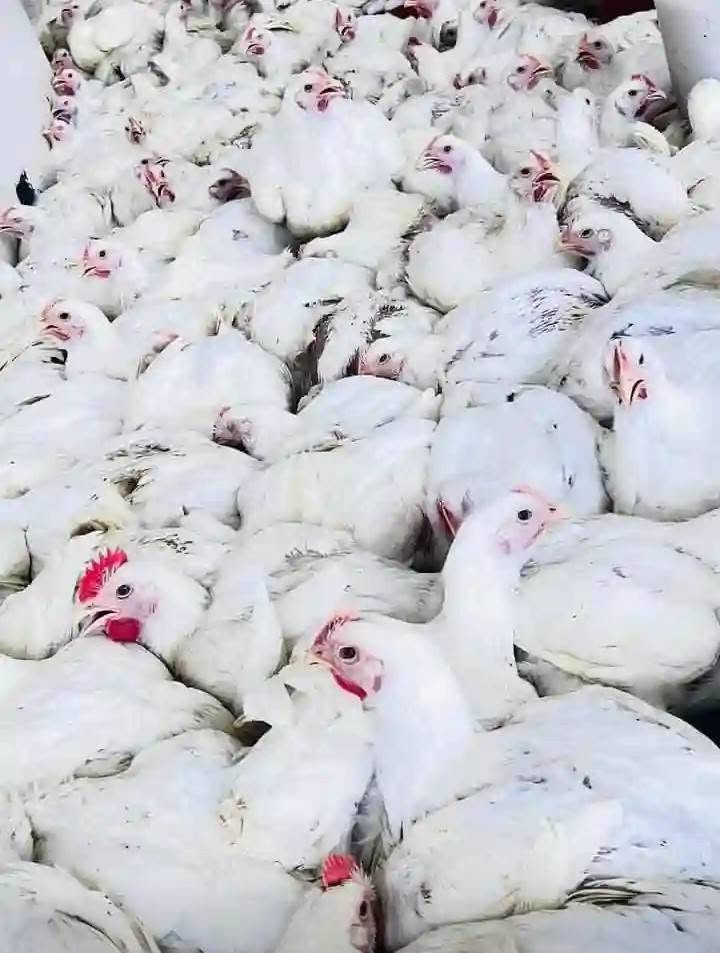 بسم الله توكلنا على الله يرزقنا ويرزق امه محمد برزقه الحلال 
يوجد لدينا دجاج حي 
ذبح تنظيف تقطيع 
ويوجد لدينا دجاج مقطع وديوكت عرب 
سعر كيلو الدجاج الحي 3000
العنوان حقلانيه قرب مكتبه الرساله 
لا نتعامل بالدين رجاء العالم تريد فلوسها 
*********** يوجد خدمه توصيل
شوف المنشور واذا بالدين لا تجي 
ومن الله التوفيق
