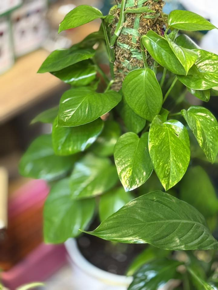 نباتات المتوفر


**إذا كنت صاحب هذا الإعلان وتريد حذفه لأي سبب، رجاءا أرسل رسالة إلى الدعم الفني**