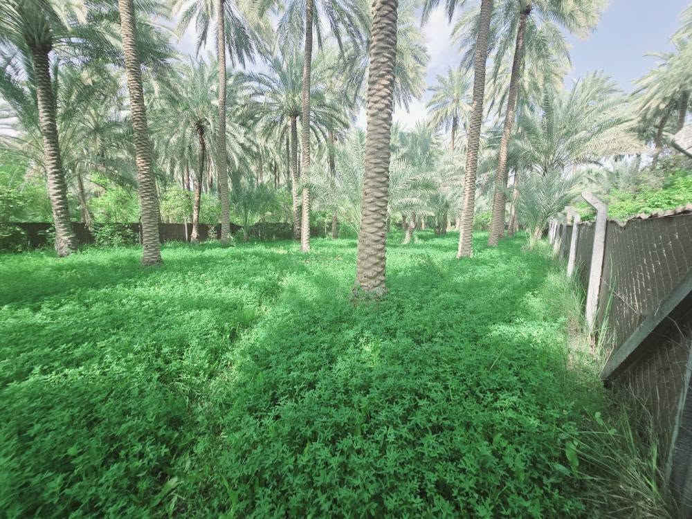 اللهم صل على محمد وأل محمد ليوم
جبنالكم عرض مميز  وبسعر مناسب جدا واحلئ

 مايكون بهذا العرض هوه المنطقة والجيران الطيبة والهدوء 

 للبيع    دونم اله 250 مترالمساحة بالأمتار 2250 متر محدد ومسيج بالكامل 

   تتوفر كافة الخدمات 

  كهرباء ضغط عالي مي اساله 

   مي سقي سيح البستان مخدومة

 بالكامل العنوان كربلاء شارع الحسينية سايد المواكب

 قرب جسر 🌉 الإبراهيمية الها مدخلين مدخل الأول من

 شارع الحسينية ومدخل الثاني من شارع الابراهيمية تبعد

 عن شارع الحسينية 1000  متر وعن جسر الإبراهيمية كيلو ونص 

 وعن مركز المدينة 15 كيلو منطقة سكنية عرض الشارع

 النازل عل بستان 6 متر واكو مكانات 7 و 8 م علمأ نوع السند

 طابو زراعي سند 25 تحويل سهم مباشر بأسم المشتري

 أصل السند  6   دونم فقط انزل اسمك سهم بالسند بمساحة

2250 متر 

#السعر   180    مليون  مع المجال

 للجاد بالشراء 

للإستفسار أكثر #اتصلوا بالأرقام التالية 

(  ‏‪***********‬‏  )(  ***********  ) 

ابو فاطمة عنوان المكتب شارع الحسينية قرب جسر 🌉 الإبراهيمية مقابل شارع عون مكتب النافعي للعقارات كربلاء    النافعي للعقار       #اشاره #الاصدقاء #متابعين #اكسبلور #الجميع #متابعين #اكسبلور #الجميع #متابعين #اكسبلور @إشارة @الجميع  @إشارة #عقارات بساتين وقطع اراضي كربلاء بساتين كربلاء بساتين كربلاء بساتين واراضي كربلاء
