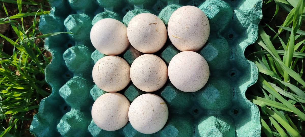 سلام عليكم
متوفر بيض بط العدد 120وبيض عرب 52وبيض فسيفس 8 المكان هيت المعموره


**إذا كنت صاحب هذا الإعلان وتريد حذفه لأي سبب، رجاءا أرسل رسالة إلى الدعم الفني**