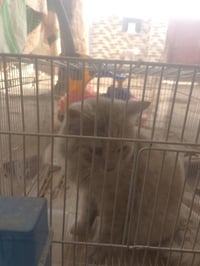 بزونة • أليفة • شراي خاص
