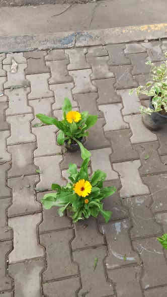 توفرت لدينا الشتلات التالية 
عنوان المشتل مشروع 9 نيسان قرب بيت كلاي 
للاستفسار الاتصال على الرقم 
*********** المهندس أكرم المسعودي 

لدينا خدمة توصيل
