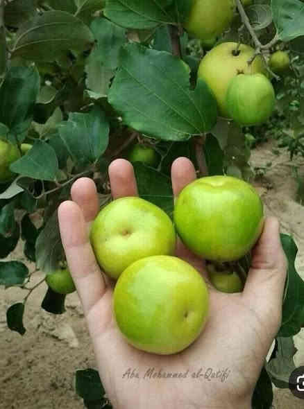 سدر (نبك) تفاحي 🍏 ....
#حاليا كله مقدح وحامل للثمر

#جااهز__للغرس    ...  #النبك التفااحي  
ارتفاع الشتلة  2 متر   
السعر     ١٦ الف         
تنشر زراعتة بالمناطق  الحااره و يمتاااز   بغزااره   الثماار
و بثماره الكبيرة.      ...

عنوان تقاطع سبعه نيسان 
مشتل المصطفى 
***********
