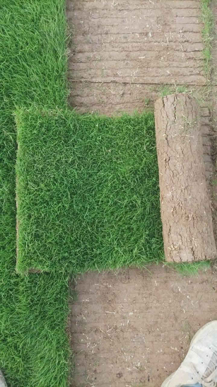 الثيل الهندي درجه الأولى
للحجز الاتصال او المراسلة على الواتساب على الارقام : 
*********** اتصال 
محافظات العراق توصيل
