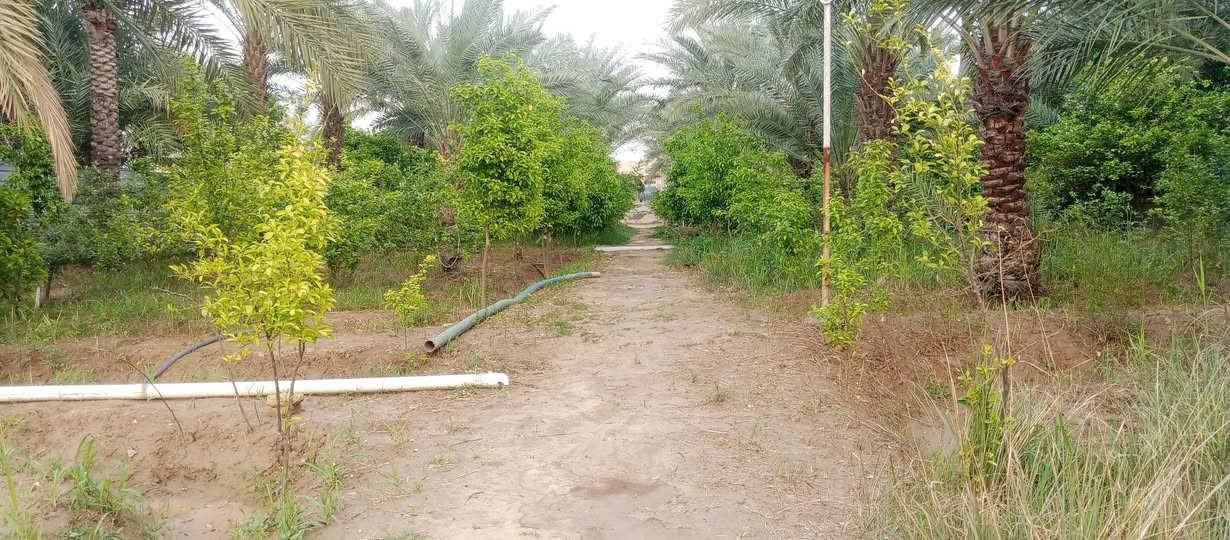 السلام عليكم دونم ونص للبيع شاطية
يحتوي على حديقتين امامية وبيت طابقين 250 متر يحتوي على 5 غرف نوم وهول  كعدة للعائلة وصالة واستقبال ومطبخ و 4 حمامات البستان مزروعة نخل وحمضيات ويوجد مسبح قيد الانشاء العنوان الزعفرانية نهاية الاربع شوارع شارع مخبز المجتبى خلف السدة  اكرر البستان شاطئية قرار. 117 

للاستفسار  الاتصال على الارقام التالية 

*********** واتساب واتصال

***********  تلكرام واتصال
