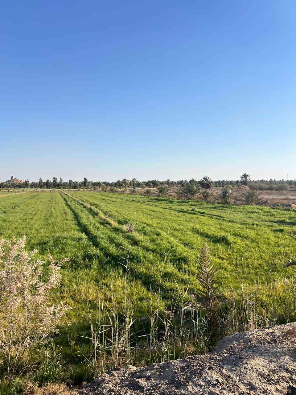 امتلك أرضك اليوم، وابنِ مستقبل أحلامك غداً. قطع أراضي متميزة في مواقع استراتيجية، استثمار آمن وحياة هادئة تنتظرك!"، تعتبر هذه العبارة مزيجاً فعالاً يجمع بين الطموح الشخصي والأمان المالي. 
مساحة الارض 3دونم
نوع الارض طابو زراعي سند 25
تبعد عن شريف بنت الحسن 3كليو قريبه عن بزل حجي
لاستفسار اكثر الاتصال علي الرقم)(***********)
