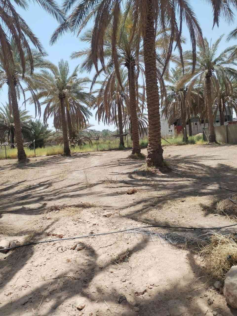 الف متر للبيع كربلاءالحر السواده على نزلة البوري الأسود ١٤٥ مليون الواجهه ٣٤ متر والنزال ٣٠ متر متوفر كهربائي وماء
*********** للاستفسار
