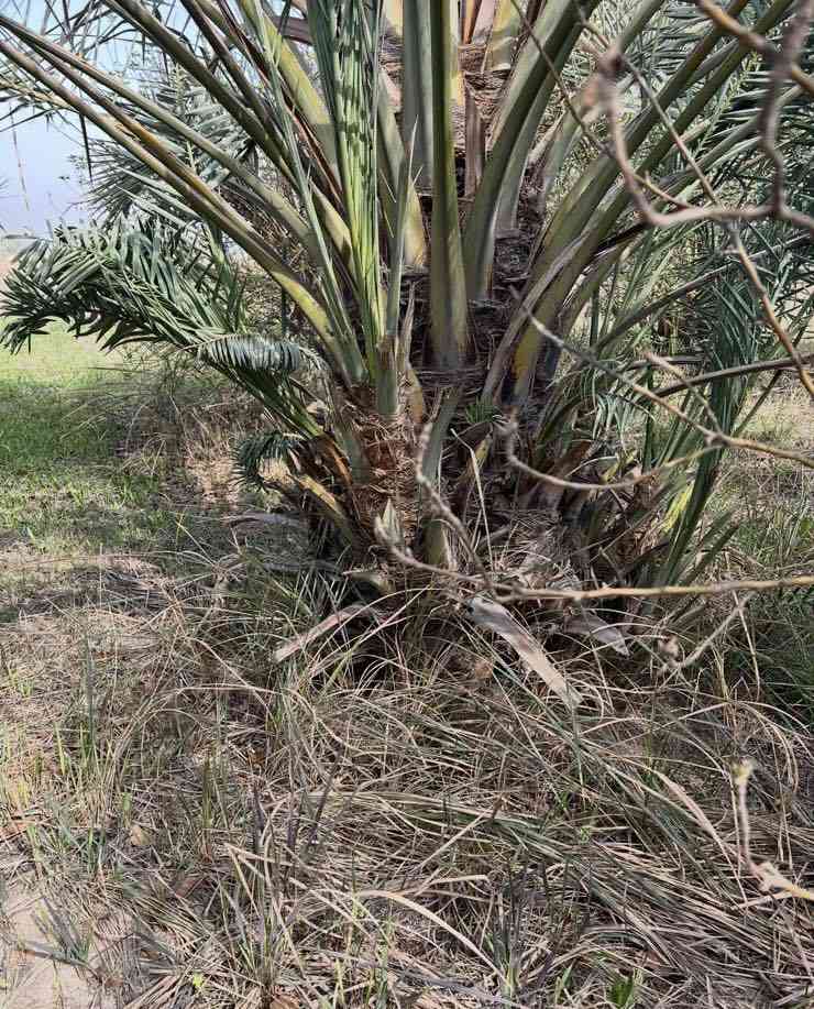 السلام عليكم يوجد لدينا فسيل زهدي وتبرزل احجام قنينه غاز ...للاستفسار على الاسعار والتفاصيل الاتصال على الارقام ..اوً واتس اب
***********
***********
