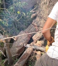 قطع لاشجار ولنخيل في بغداد كرخ ورصافه كادر محترف في  مجال التقطيع  وتس...