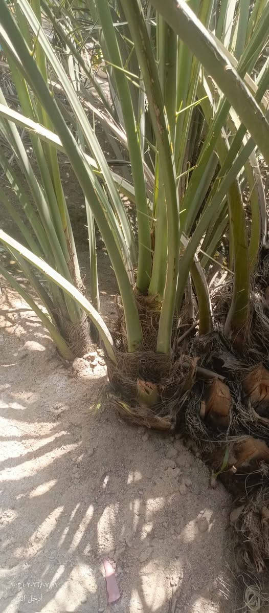 السلام عليكم متوفر فسائل برحي حر العنوان البصره ابي الخصيب سعر الفسيله حسب الحجم من 225الف وانته صاعد للالستفسار واتساب *********** Singapore
