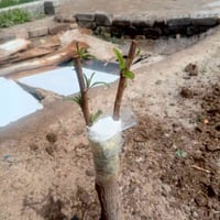 تطعيم السدر • تقليم شجر • سوق الشيوخ