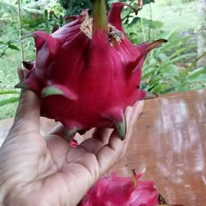 متاح لدينا بذورها بذور شجرة فاكهة الدراكون فروت اللب الأحمر واللب الأبيض لطلب والحجز
واتساب *********** السماوه أو مراسلة الصفحه يوجد خدمة توصيل طلبات داخل السماوه ولكافة المحافظات لباب البيت أنواع البذور الاستوائية النادره
