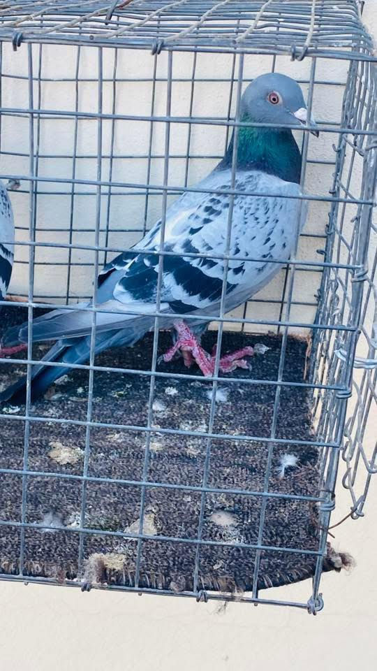 السلام عليكم زوج زواجل مال سباق سعرهم 15 قفل


**إذا كنت صاحب هذا الإعلان وتريد حذفه لأي سبب، رجاءا أرسل رسالة إلى الدعم الفني**