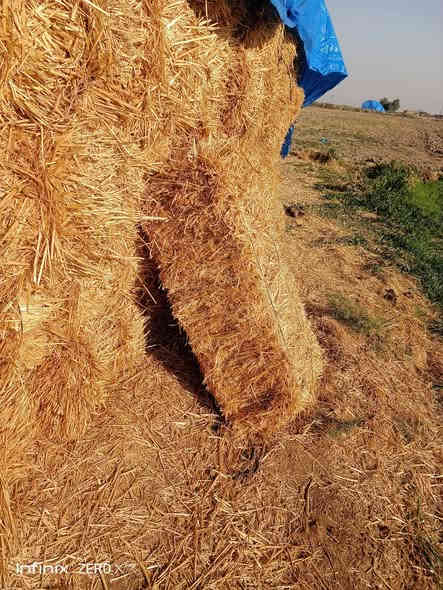 تبن للبيع 
***********
