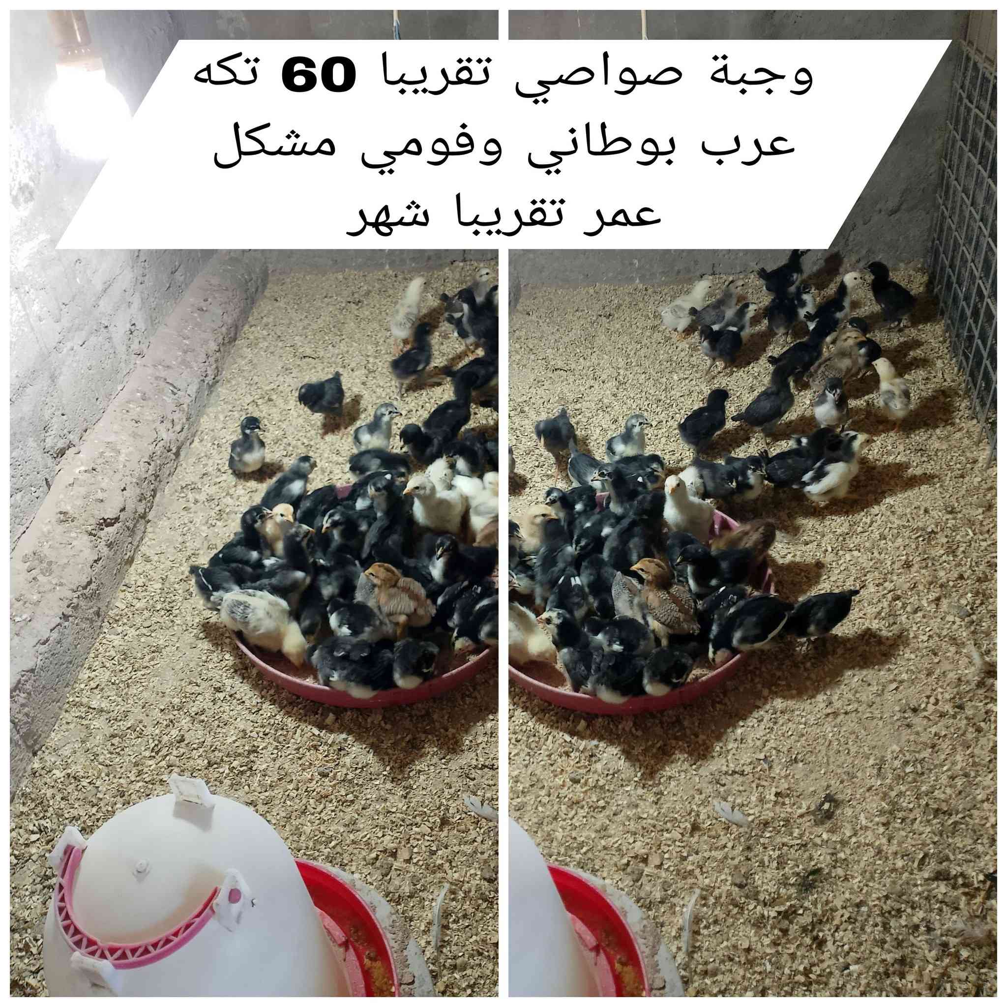 #وجبه_دجاج_وصواصي_للبيع •
- صحه ونشاط فول 100% •
- عنوان // موصل--برطله • 
- للاتصال والاستفسار 👇 •
- *********** اتصال او واتساب •
- ***********  اتصال او واتساب •
