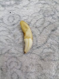 سن ذيب • للبيع • الزعفرانيه