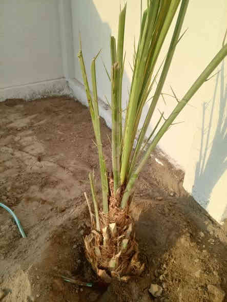 توجد انواع فسائل النخيل وباسعار مناسبة جدا
برحي مكتوم مجهول قرنفلي 

عجوه المدينة طه افندي 

اخت الفحل عوينه ايوب 

ام البلاليز جمال الدين 

ليلوي بلكه مكاوي جوزي قزمي 

شويثي احمر واصفر جبجاب 

بريم بربن ديري كنطار خضراوي 

حمراوي حمره الجبل زاملي ابراهيمي 

مكاني كوت ***********
