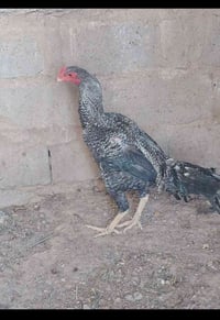 للبيع