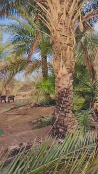 تكريب النخيل • قلع الفسائل • قرية شميط