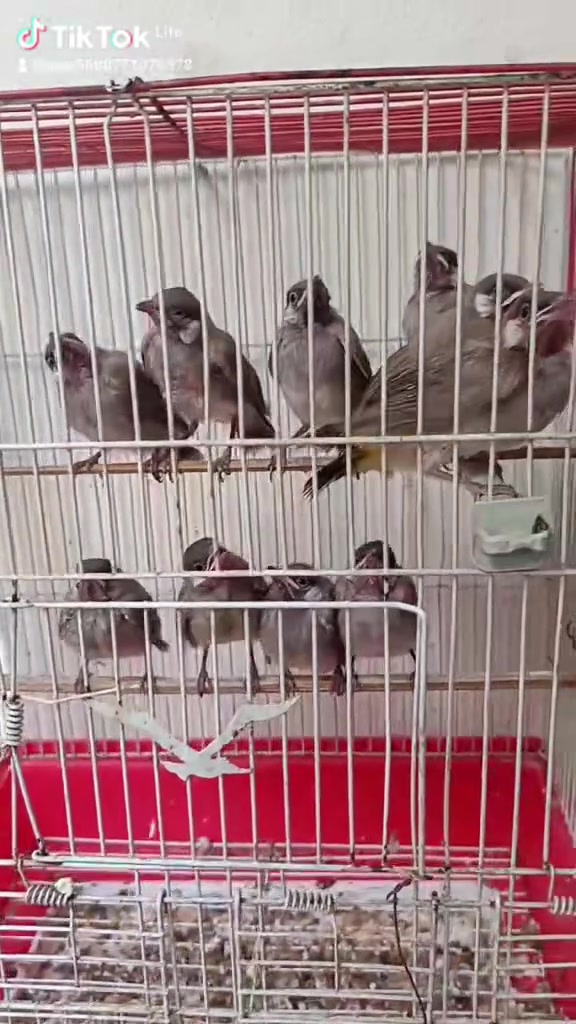 للبيع للاستفسار ***********

