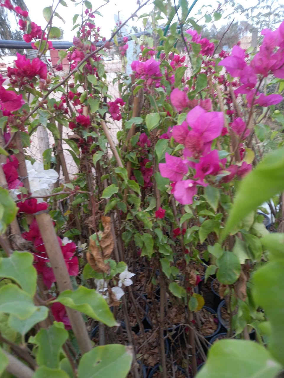 سلام عليكم 
متوفر في مشتل ابو وليد


**إذا كنت صاحب هذا الإعلان وتريد حذفه لأي سبب، رجاءا أرسل رسالة إلى الدعم الفني**