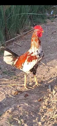 متاح سيت بورسلان ديج وثنين دجاجات  + زوج دجاجات مهات ركيبة سود  مكاني ...