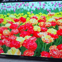 سمارت 4K • ٦٥ بوصة • ستلايت