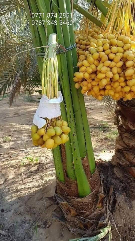 مشتل الربيع لبيع كافة انواع العنب الحلواني والكمالي ويضاآ انواع النخيل كافه الكبير العنوان بابل السياحي للاتصال والاستفسار ***********
