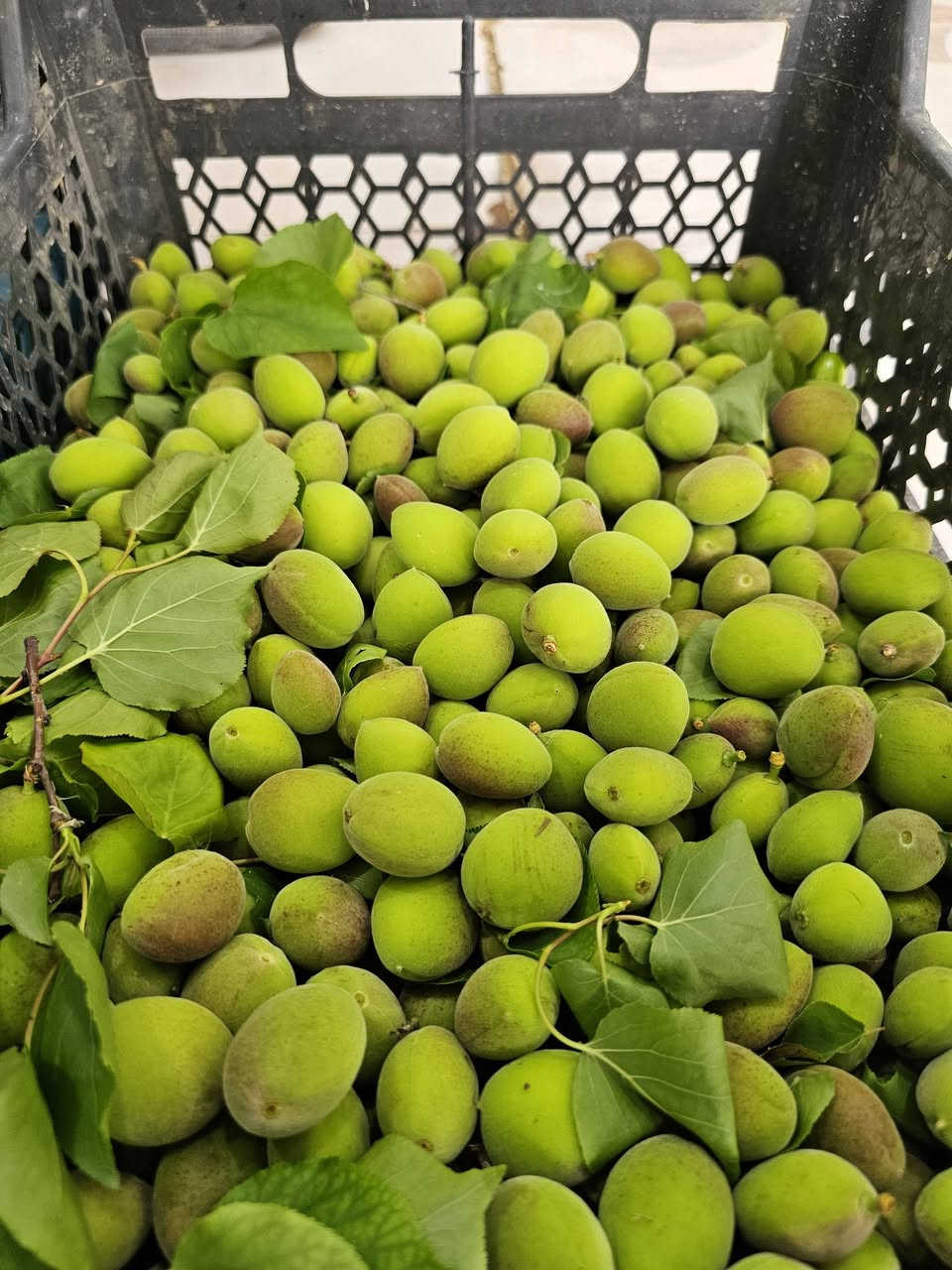 لكثرة الطلب تم تكرار الوجبه 
مشمش أخضر 
كوجه الديره حامضه 
متوفر في بقالة الربيع 
تكريت القادسية شارع البلاج قرب الصيدليه العالميه 
يتوفر توصيل 
***********
