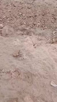 نصف قطعة نهاية 2/9     كاع حلوة مساحة ٩٣ونص  مدفونة تجي وتشوف بعينك شا...